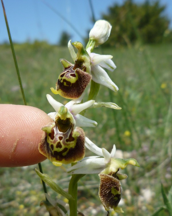 Ophrys (h.) dinarica variazioni